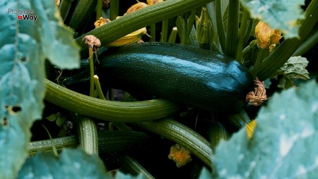 Продлите Плодоношение Кабачков Этой Подкормкой По Листу В Августе! Чем Подкормить Кабачки По Лист смотреть онлайн