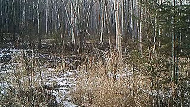 Тигр в Чугуевском районе, Приморский край смотреть онлайн