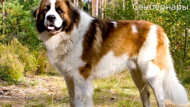 10 самых умных собак в мире