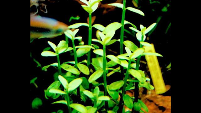 Bacopa monnieri Compact/HOW TO MAKE PLANTED TANK,BST/Jalaja Shaka/help for BST spot test смотреть онлайн