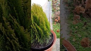 Туя Ауреа на-на.Купила новые туи для моего сада
