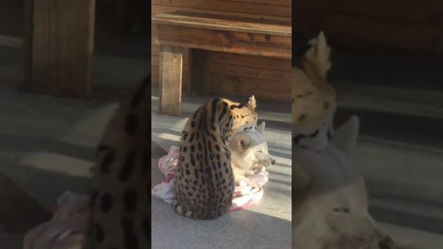 удивительная дружба кота Ману и собаки Лесси смотреть онлайн