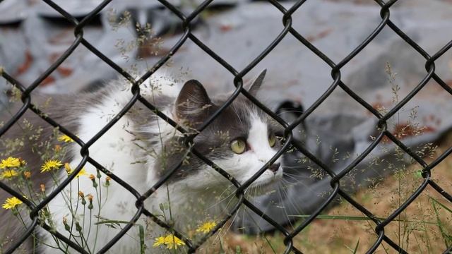 Волнистые попугайчики (4K)