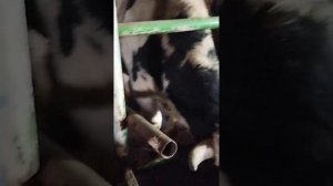 как надо кормить бык.. , и почему вес не набирай....