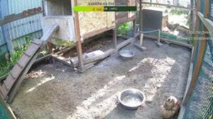 Курятник. Жизнь в курятнике. Можно покормить онлайн. Chicken coop stream. Online feed