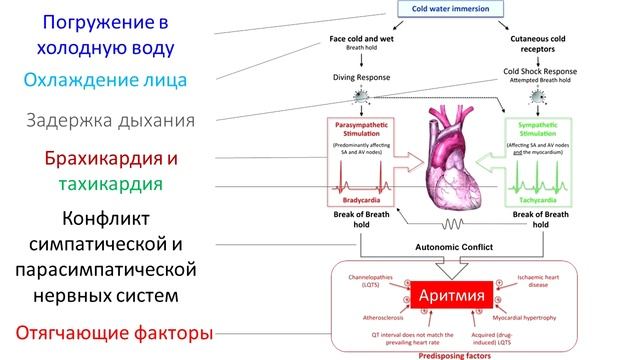 Чем опасны моржевания и крещенские купания