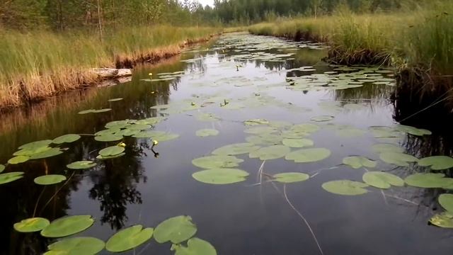 Кубышки на Лисьем ручье смотреть онлайн