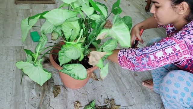 pruning leggy syngonium white butterfly, arrowhead cutting and care guide, best indoor plant summer