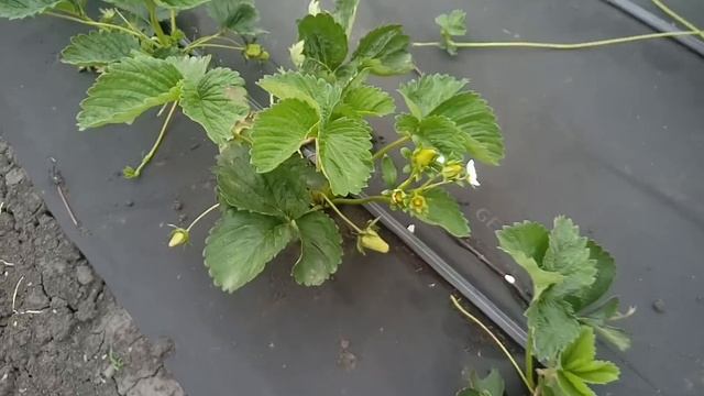 Клубника Кабрилло, Спаржи, Марисоль, Ада, обзор сортов 8 мая!