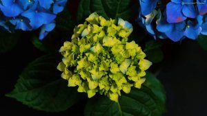 Красивая мелодия до слёз! Одна из самых красивых и волшебных песен о любви! Музыка Сергей Грищук