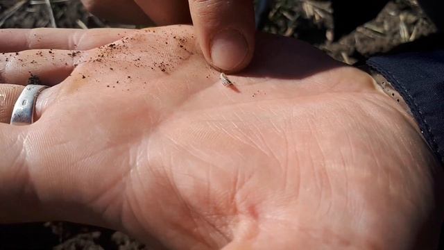 Хлебная жужелица смотреть онлайн