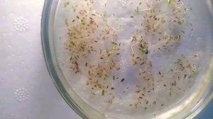 Проросли семена Павловнии Z07 Pao Tong