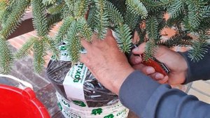 Распаковка из интернет магазина Опт Хоз.Пихта испанская Soltau.