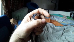 Стриж и Ласточка