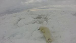 Белек тюленя на льдине в Белом море// Watching the Baby Seals on the White Sea / Russia