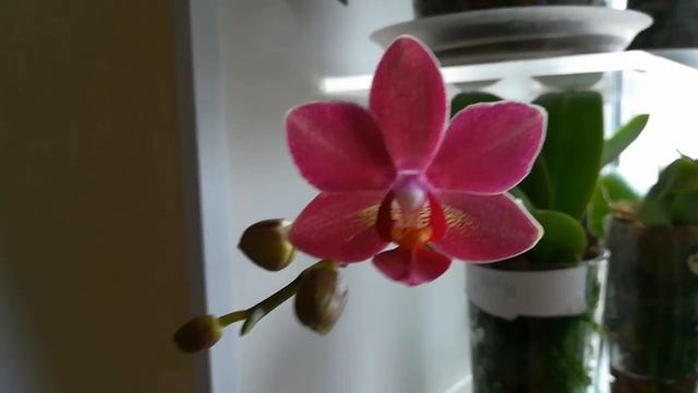 А ЗЕФИР ОКАЗАЛСЯ ВИШНЕВЫМ ? смотреть онлайн