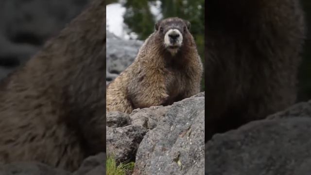 Hoary Marmot in National Park Mount Rainier