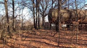 ПОХОД В НОВЫЙ «БОНДАРЕВ ЛЕС». ОСЕННИЙ ЛЕС, МУРАВЬИ И ОВЧАРКИ.