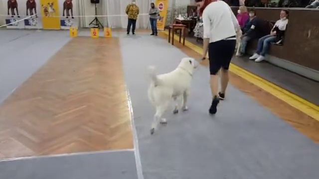 Байрам Лучший Щенок Выставки МОНО 20.09.2020г г Пермь спасибо большое эксперту Круценко Е смотреть онлайн