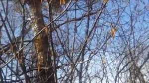 Орешник дерево- цветет орешник
