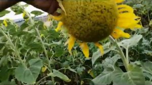 Бомбезный Подсолнечник посеянный СЗ 3.6 ч 4! Цветение!