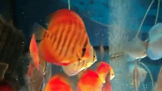 дискусы 8 9,5см мальборо, вишня, кобальты, алмазы, туркисы, голубиная кровь 1 смотреть онлайн