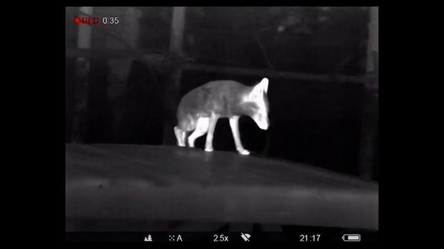 Pulsar Helion 2 XP50 Thermal Imaging - UK Next Day Delivery смотреть онлайн