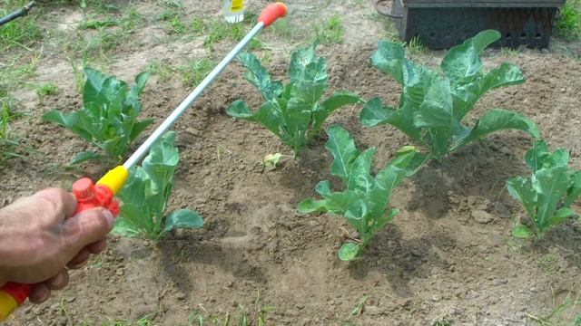 Цветная капуста. Обработка нашатырным спиртом, уход. смотреть онлайн