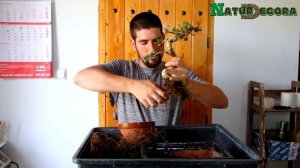 Bonsai Carmona trasplante y TIPS para su cultivo