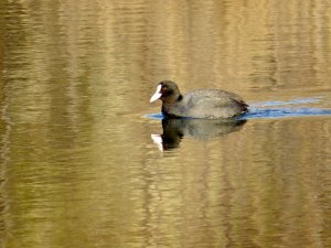 Кряквы и лысуха в золотой воде.