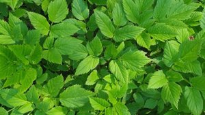 Сныть - невероятно полезная и вкусная трава. Лесная кухня. Подножный корм.