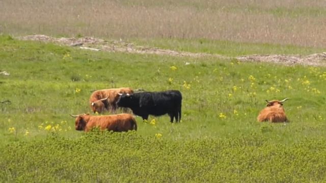 Четвёртый год быки шотландской горной породы на полуострове Пальяссааре смотреть онлайн