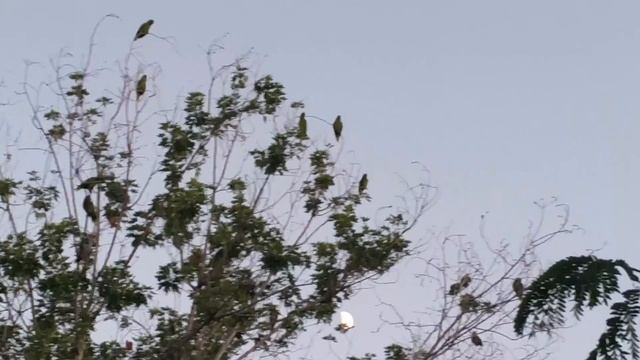 Wild parrots in San Fernando, Los Angeles, California смотреть онлайн