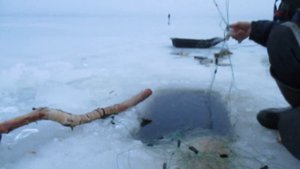 Рыбалка на сети. Есть налим. Странная зима.