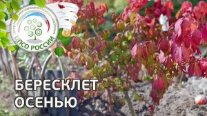 Бересклет. Бересклет для ландшафтного дизайна.