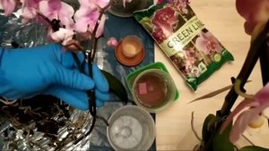 как реанимировать орхидею