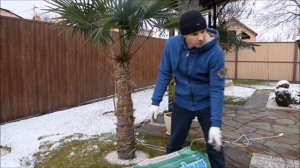 Укрываем пальму на зиму, зона 6Б.