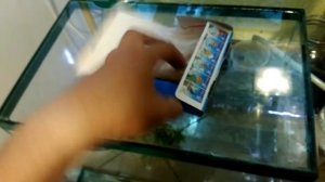 Крапчатый сомик,нерест,мальки