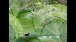 РОСТМОМЕНТ - 2013