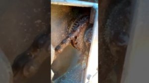 Пилорама дисковая угловая самодельная