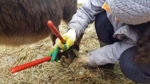 РАСЧИСТКА КОПЫТ ОЛИЦЫ