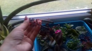 Осенние работы в цветнике. Чем я занималась этой осенью?