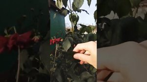 Георгины после мороза