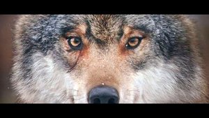 ? ВОЛК стоял и с МОЛЬБОЙ просил помощи у деда Степана!Случай в тайге!