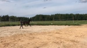 Eminent Glamour Romance / 2018/ gelding / FOR SALE