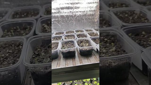 Посевы петунии томатов баклажан и прочего 2024 год смотреть онлайн