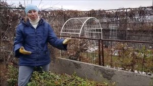 Канадские розы. Укрывать или нет их на зиму?