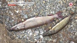 Чем опасна речная рыба?