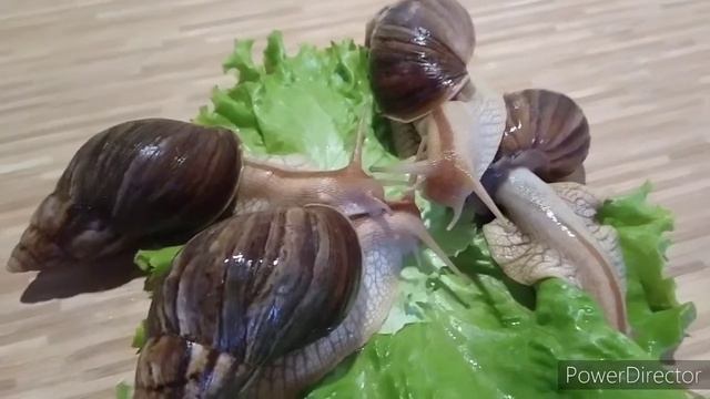 Улитки ахатины смотреть онлайн