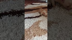 Чихуахуа стандарт
